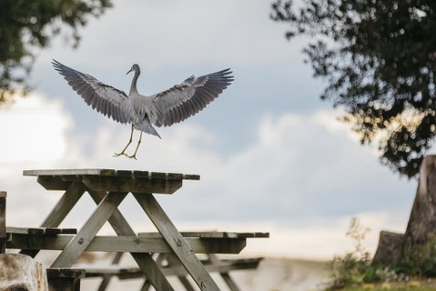Pakiri Beach Holiday Park - Accommodation New Zealand 2