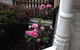 Ponsonby Boutique Villa With Private Gym - thumb 3