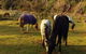 Raurimu Village House - thumb 1