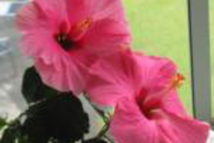 Hibiscus Bed  Breakfast