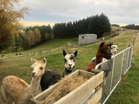 The Shepherds Rest - Accommodation New Zealand 4